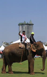 Pictures from 2016 King's Cup Elephant Polo in Bangkok, Thailand.