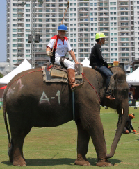 Pictures from 2016 King's Cup Elephant Polo in Bangkok, Thailand.