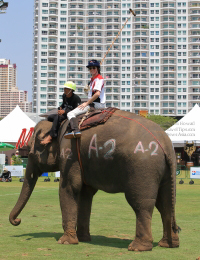 Pictures from 2016 King's Cup Elephant Polo in Bangkok, Thailand.