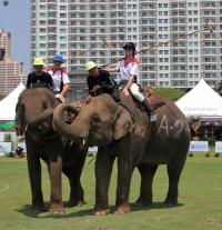 Pictures from 2016 King's Cup Elephant Polo in Bangkok, Thailand.