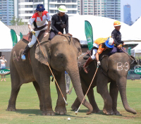 Pictures from 2016 King's Cup Elephant Polo in Bangkok, Thailand.