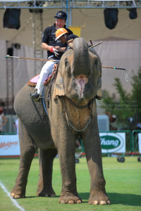 Pictures from 2016 King's Cup Elephant Polo in Bangkok, Thailand.