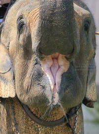 Pictures from 2016 King's Cup Elephant Polo in Bangkok, Thailand.