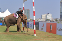 Pictures from 2016 King's Cup Elephant Polo in Bangkok, Thailand.