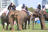 Pictures from 2016 King's Cup Elephant Polo in Bangkok, Thailand.