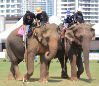 Pictures from 2016 King's Cup Elephant Polo in Bangkok, Thailand.