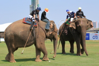 Pictures from 2016 King's Cup Elephant Polo in Bangkok, Thailand.