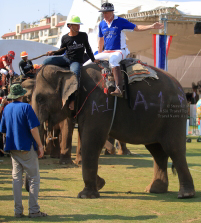 Pictures from 2016 King's Cup Elephant Polo in Bangkok, Thailand.