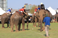 Pictures from 2016 King's Cup Elephant Polo in Bangkok, Thailand.