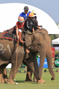 Pictures from 2016 King's Cup Elephant Polo in Bangkok, Thailand.