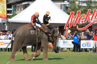 Pictures from 2016 King's Cup Elephant Polo in Bangkok, Thailand.