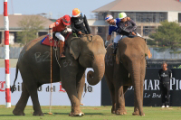 Pictures from 2016 King's Cup Elephant Polo in Bangkok, Thailand.