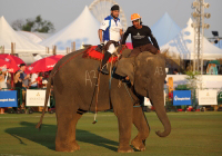 Pictures from 2017 King's Cup Elephant Polo in Bangkok, Thailand.