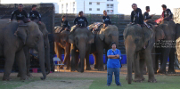 Pictures from 2017 King's Cup Elephant Polo in Bangkok, Thailand.