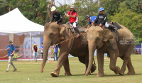 Pictures from 2017 King's Cup Elephant Polo in Bangkok, Thailand.