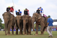 Pictures from 2017 King's Cup Elephant Polo in Bangkok, Thailand.