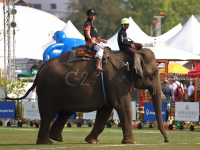 Pictures from 2017 King's Cup Elephant Polo in Bangkok, Thailand.