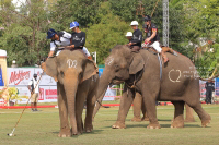 Pictures from 2017 King's Cup Elephant Polo in Bangkok, Thailand.