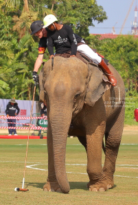 Pictures from 2017 King's Cup Elephant Polo in Bangkok, Thailand.