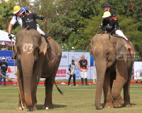 Pictures from 2017 King's Cup Elephant Polo in Bangkok, Thailand.