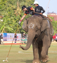 Pictures from 2017 King's Cup Elephant Polo in Bangkok, Thailand.