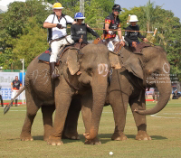 Pictures from 2017 King's Cup Elephant Polo in Bangkok, Thailand.