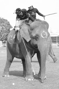 Pictures from 2017 King's Cup Elephant Polo in Bangkok, Thailand.