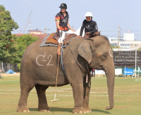 Pictures from 2017 King's Cup Elephant Polo in Bangkok, Thailand.