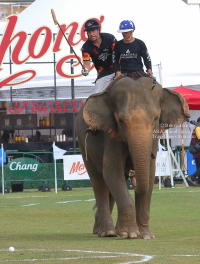 Pictures from 2017 King's Cup Elephant Polo in Bangkok, Thailand.