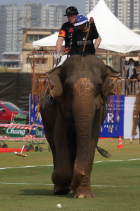 Pictures from 2017 King's Cup Elephant Polo in Bangkok, Thailand.