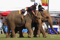 Pictures from 2017 King's Cup Elephant Polo in Bangkok, Thailand.