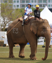 Pictures from 2017 King's Cup Elephant Polo in Bangkok, Thailand.