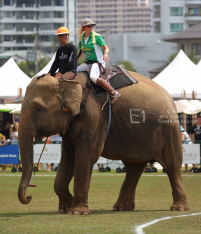 Pictures from 2017 King's Cup Elephant Polo in Bangkok, Thailand.