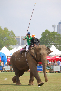 Pictures from 2017 King's Cup Elephant Polo in Bangkok, Thailand.