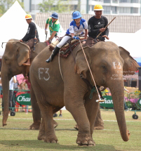 Pictures from 2017 King's Cup Elephant Polo in Bangkok, Thailand.