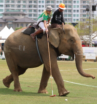 Pictures from 2017 King's Cup Elephant Polo in Bangkok, Thailand.