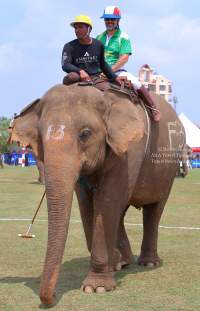 Pictures from 2017 King's Cup Elephant Polo in Bangkok, Thailand.