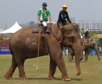 Pictures from 2017 King's Cup Elephant Polo in Bangkok, Thailand.