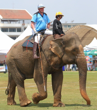 Pictures from 2017 King's Cup Elephant Polo in Bangkok, Thailand.