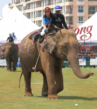 Pictures from 2017 King's Cup Elephant Polo in Bangkok, Thailand.