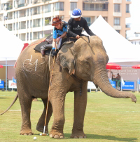 Pictures from 2017 King's Cup Elephant Polo in Bangkok, Thailand.