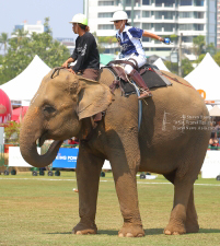 Pictures from 2017 King's Cup Elephant Polo in Bangkok, Thailand.