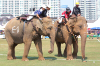 Pictures from 2017 King's Cup Elephant Polo in Bangkok, Thailand.