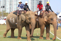 Pictures from 2017 King's Cup Elephant Polo in Bangkok, Thailand.