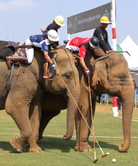 Pictures from 2017 King's Cup Elephant Polo in Bangkok, Thailand.