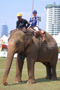 Pictures from 2017 King's Cup Elephant Polo in Bangkok, Thailand.