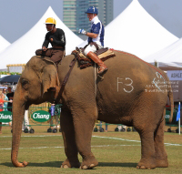 Pictures from 2017 King's Cup Elephant Polo in Bangkok, Thailand.