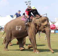 Pictures from 2017 King's Cup Elephant Polo in Bangkok, Thailand.