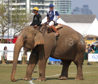 Pictures from 2017 King's Cup Elephant Polo in Bangkok, Thailand.