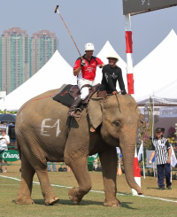 Pictures from 2017 King's Cup Elephant Polo in Bangkok, Thailand.